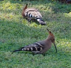 Harjalintuja aterialla ravintolan ruohikolla. @Stella Thompson